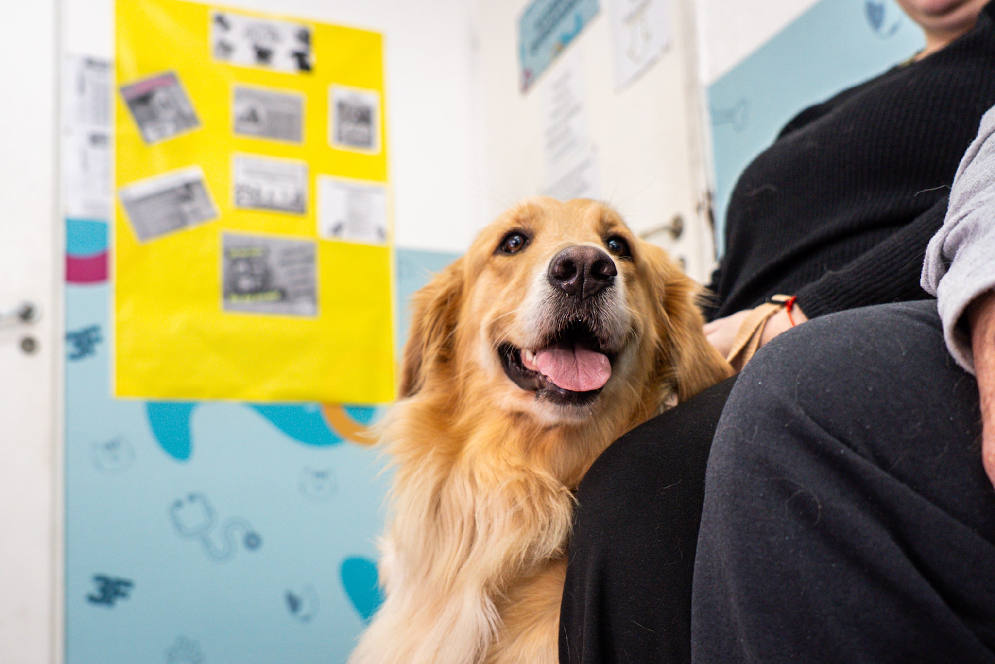 Esterilizá a tus mascotas en Tres de Febrero: turnos en el Centro de Salud…