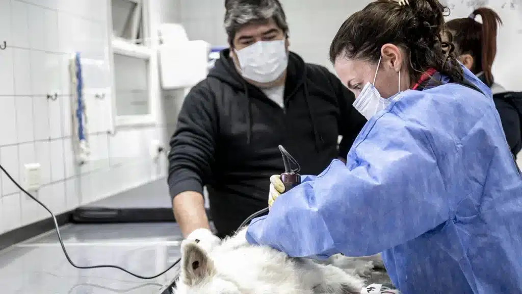 Lanús lanza operativo de castración itinerante con turnos presenciales y…