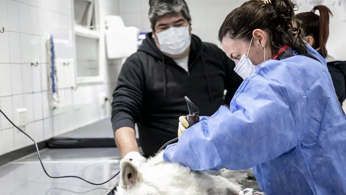 Lanús lanza operativo de castración itinerante con turnos presenciales y…