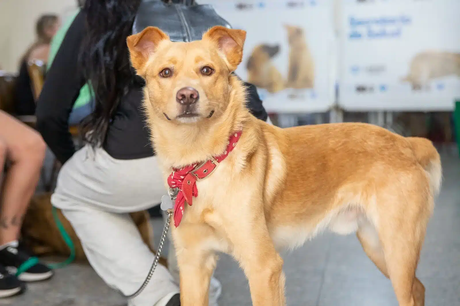 Gobierno de Lanús lleva el Punto de Castración a distintos barrios del…