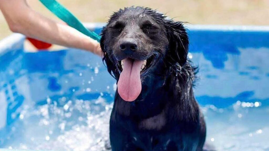 ¿Qué síntomas hay en los animales con golpe de calor?: Las mascotas pueden su…