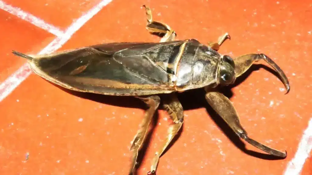 Invasión de insectos en San Vicente: explicación del fenómeno — Imagen 1