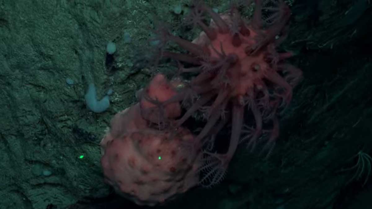 El CONICET inicia una nueva expedición en el mar argentino para estudiar los…