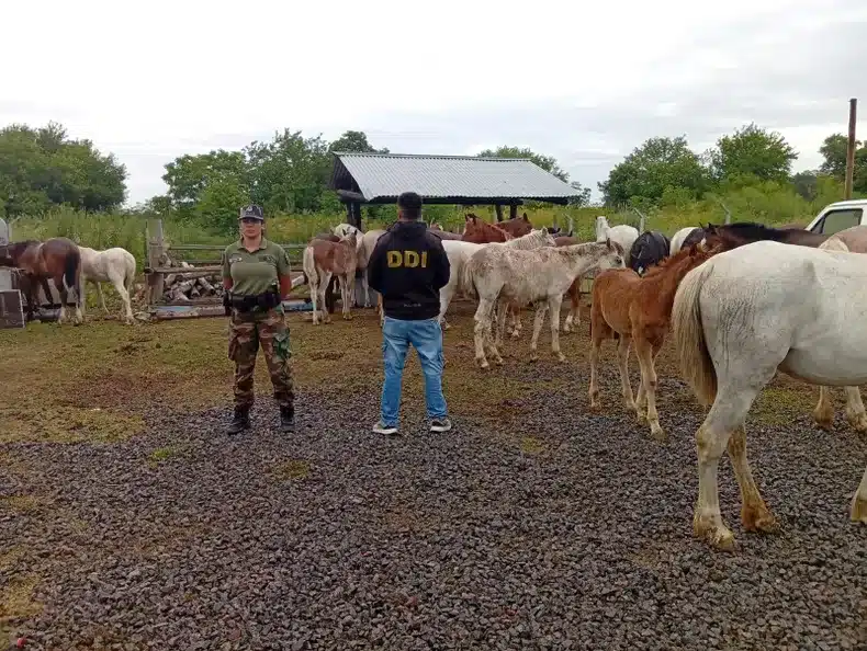 Detuvieron a banda que robaba y vendía caballos en Pilar, rescataron 58 —…