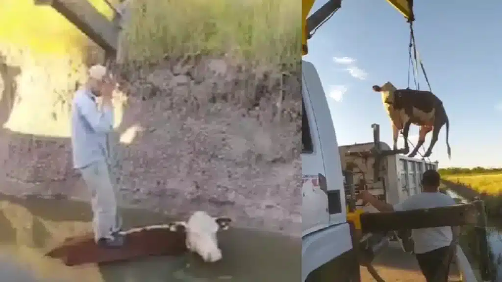 Vecinos rescatan vaca ciega en Canning: Dos vecinos utilizaron una grúa de su…