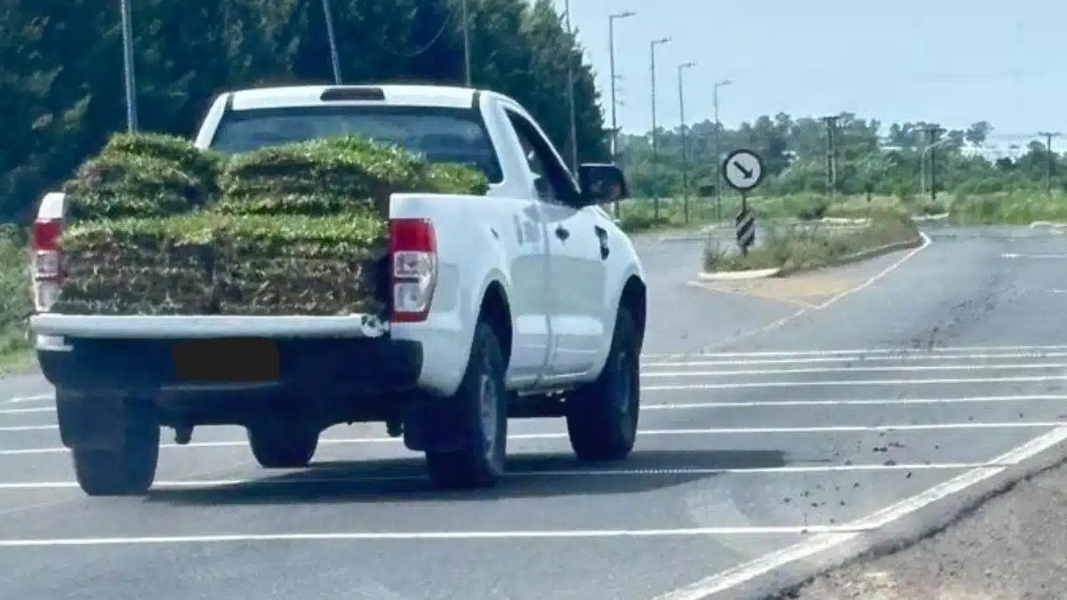 Robo en Horizontes al Sur: vivero denunció el robo de grama bahiana por…