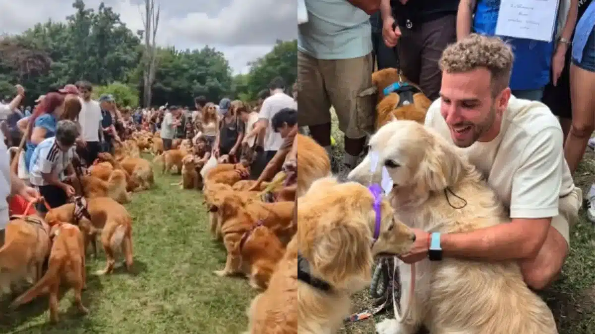 Argentina superó el récord mundial de juntadas de Golden Retriever con más de…