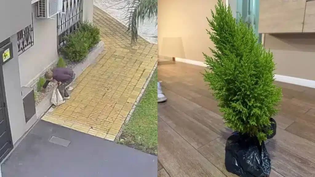 Mujer arrancó un pino y lo devolvió en Lomas de Zamora — Imagen 1