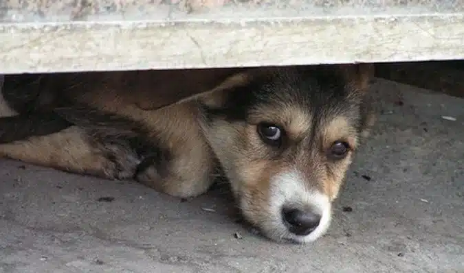 Prevenir el estrés en mascotas durante fiestas: Durante los festejos de Navid…