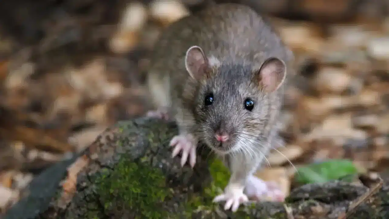 Anticuerpos contra SARS-CoV-2 en roedores urbanos del Gran Buenos Aires —…