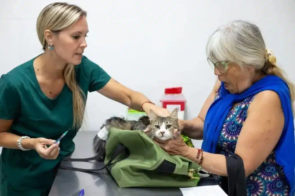 Servicios veterinarios gratuitos en Quilmes: castraciones, vacunación y más —…