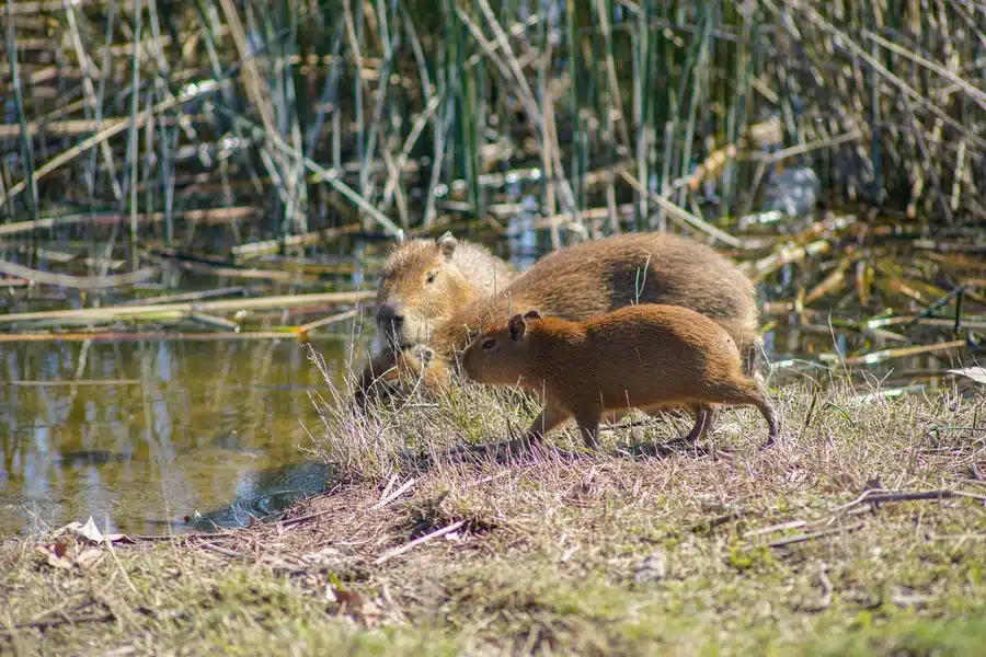 Traslado de carpinchos a reserva privada autorizado por justicia y — Imagen 1
