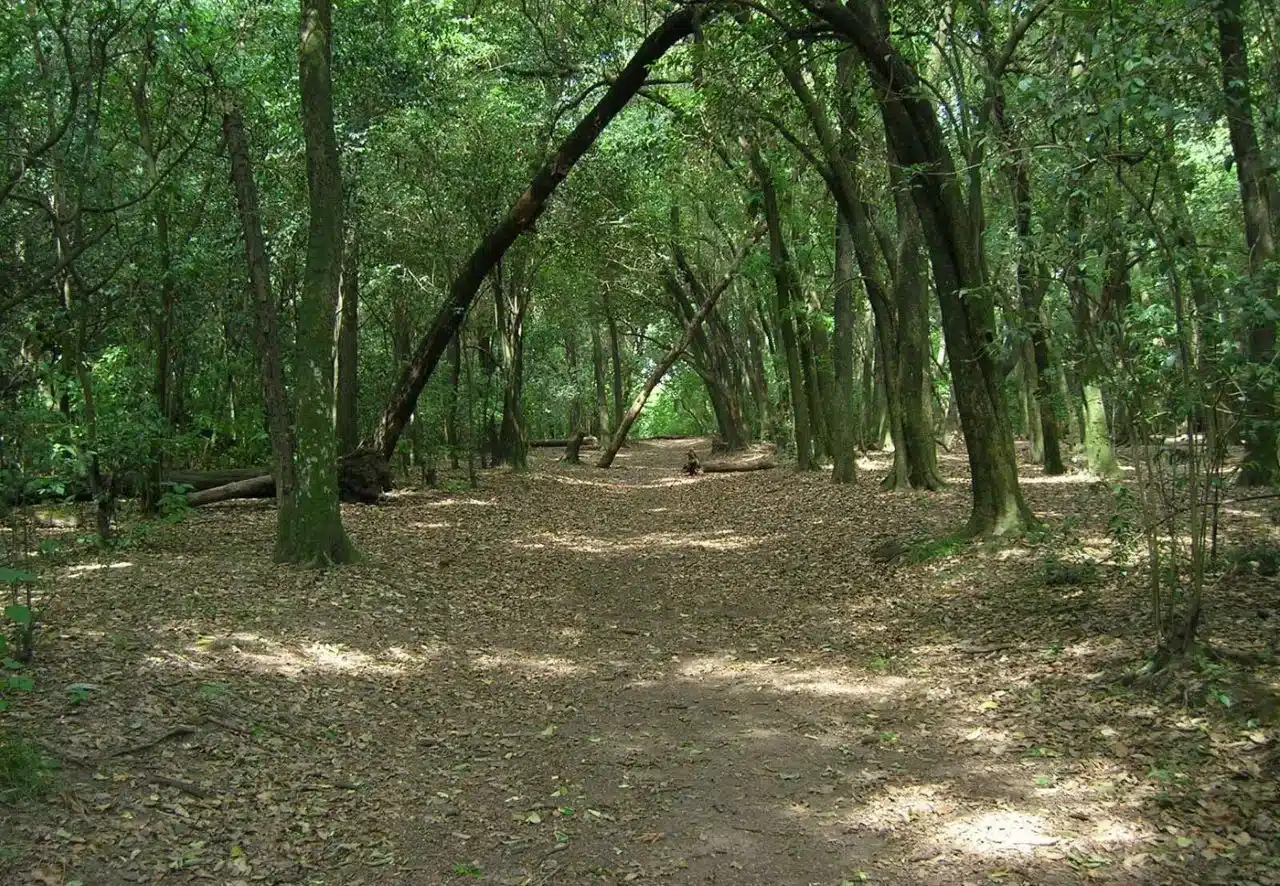 Visitas nocturnas en Reserva Municipal Santa Catalina — Imagen 1