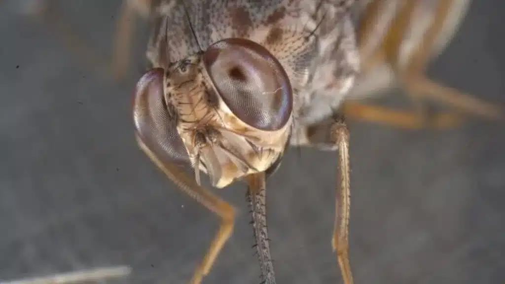 ¿Qué hace la ‘mosca negra’ que invada el Conurbano y preocupa por…