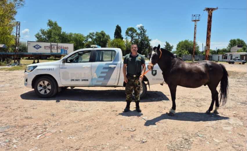 Atraparon a un caballo suelto en barrio Lubo y aseguraron su seguridad —…