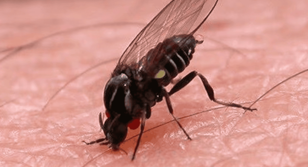 Alerta por el barigüí en Buenos Aires: proliferación de ‘moscas…