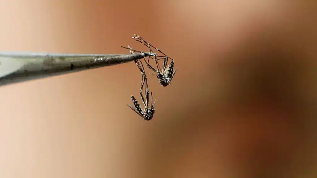 Dengue: 14 casos confirmados en el país y vacunación gratuita — Imagen 1