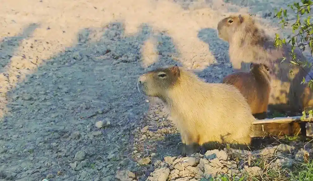 Carpinchos de Nordelta trasladados a reserva en San Fernando — Imagen 1