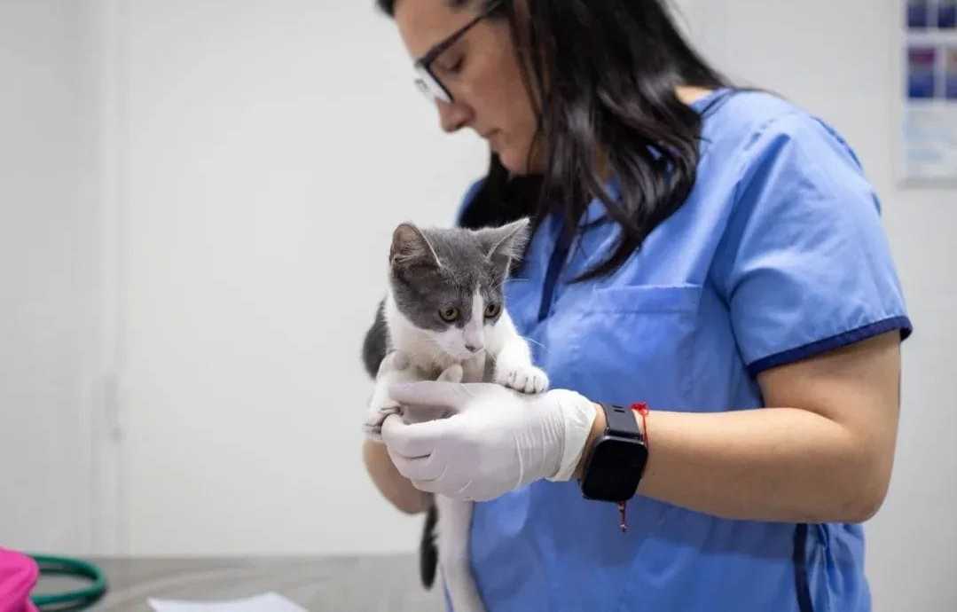La Veterinaria Municipal es fundamental para la tenencia responsable y brinda…