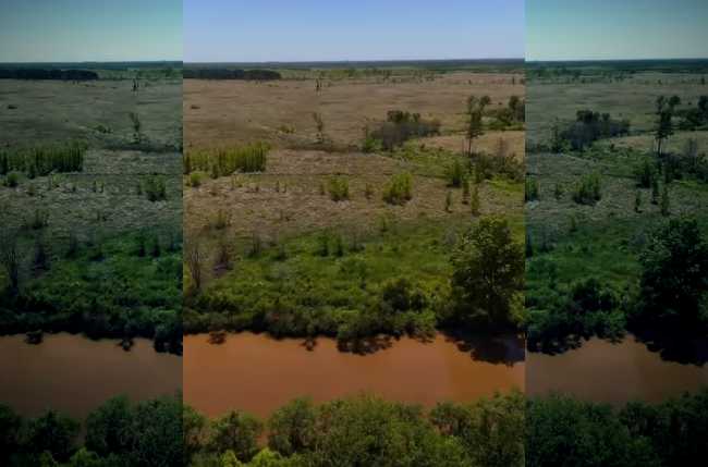 Trasladan carpinchos de Nordelta a reserva en San Fernando — Imagen 1