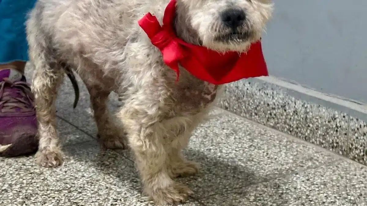 Perro rescatado en Adrogué busca nuevo hogar tras operación — Imagen 1