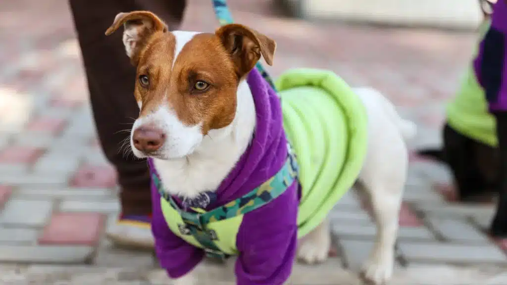 Vacunación y castración gratuita para mascotas en Vicente López — Imagen 1