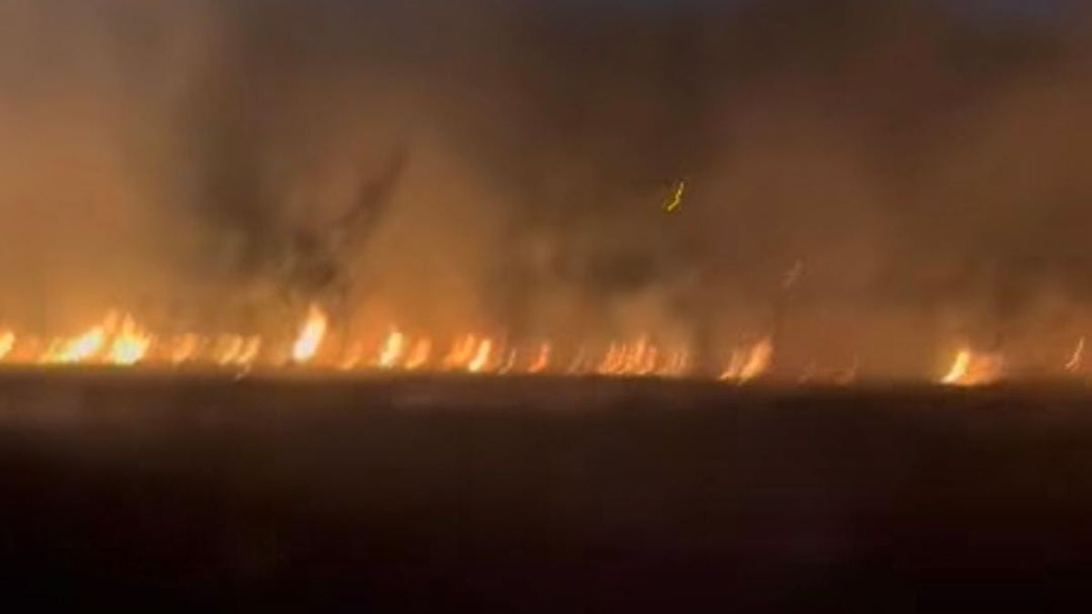 Almirante Brown: incendio forestal destruye vivero