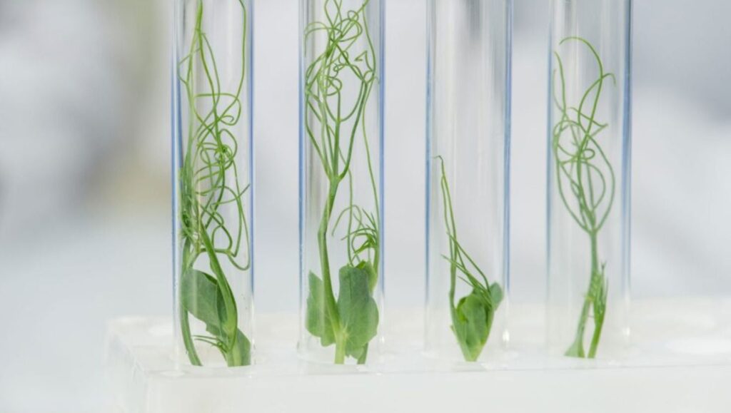 Adaptan prácticas SECIGRA Agrario al calendario universitario