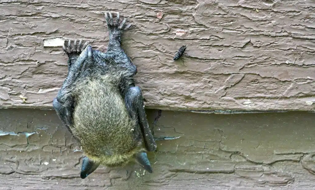 Alerta por murciélago con rabia en Morón