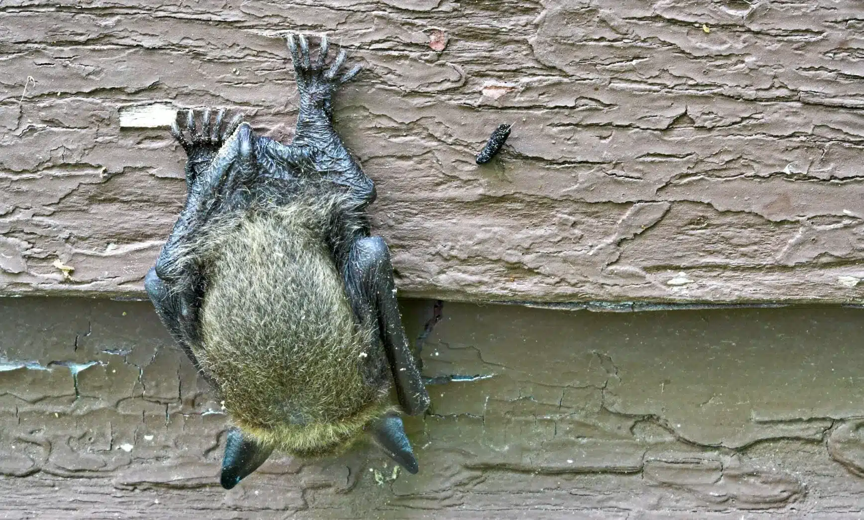 Alerta por murciélago con rabia en Morón