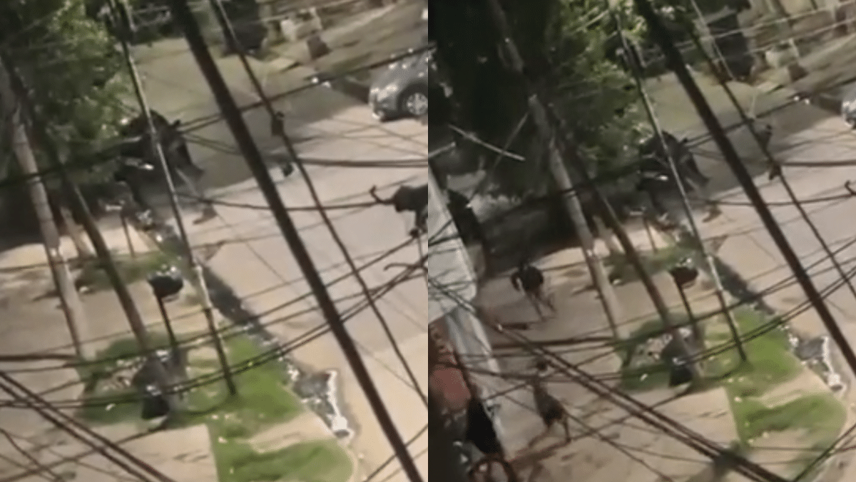 Asesinato en Lanús: Disputa barrial en Villa Jardín