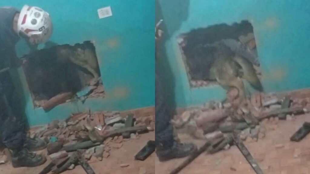 Bomberos de Glew rescatan perro atrapado entre paredes