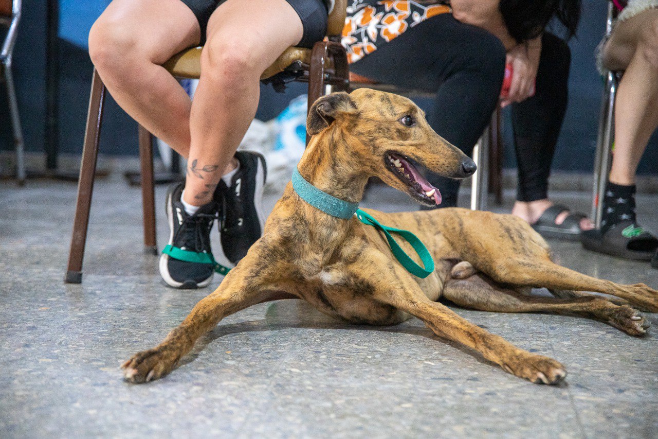Castraciones gratuitas en Lanús: nuevo operativo