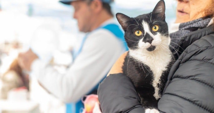 Lanús: Castraciones gratuitas de mascotas en Escalada