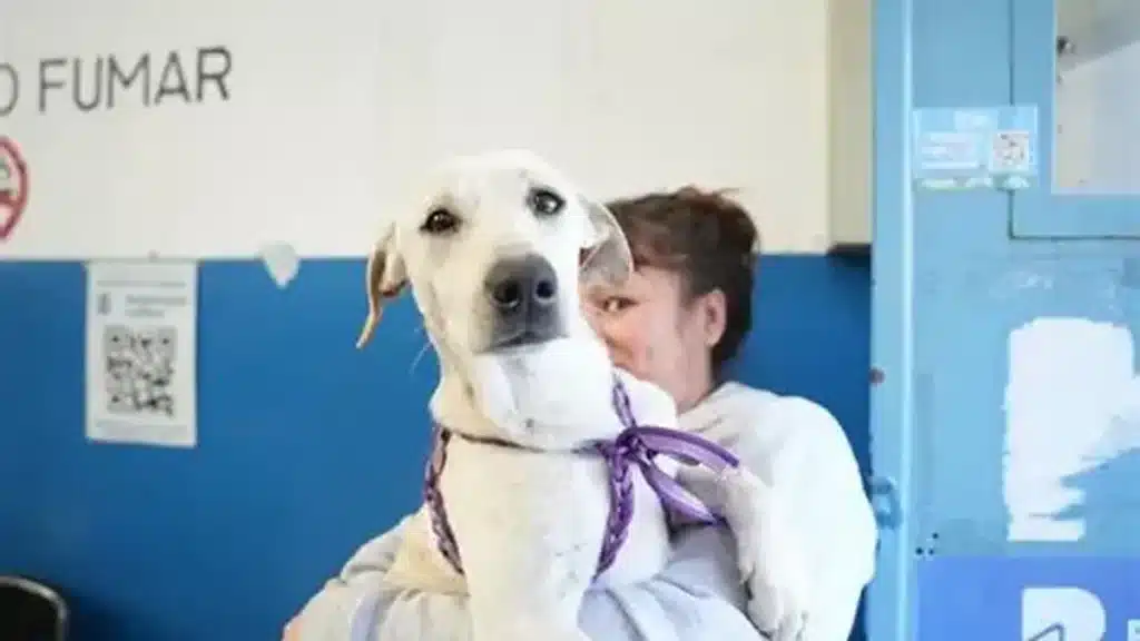 Lomas de Zamora: castración animal en Llavallol