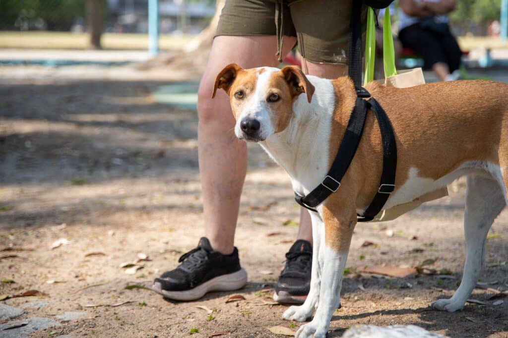 Quirófano Móvil en Lanús: Castraciones gratuitas