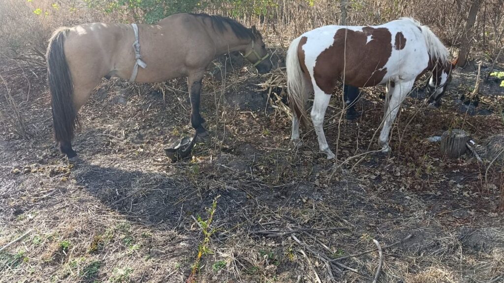 Robo de caballos en San Vicente: Detenidos en Guernica