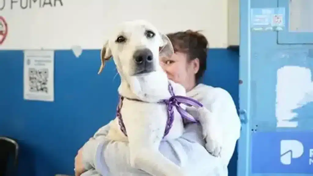 Villa Albertina: turnos para castración animal