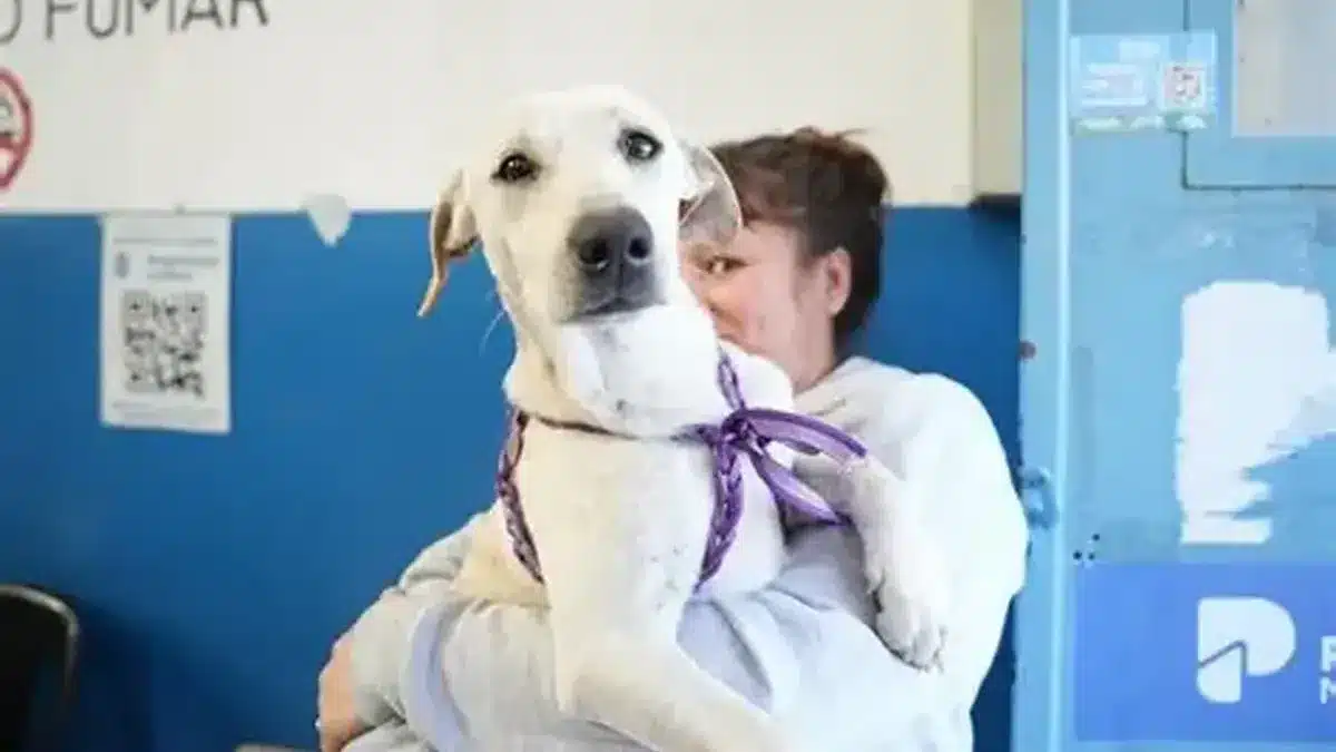 Villa Albertina: turnos para castración animal