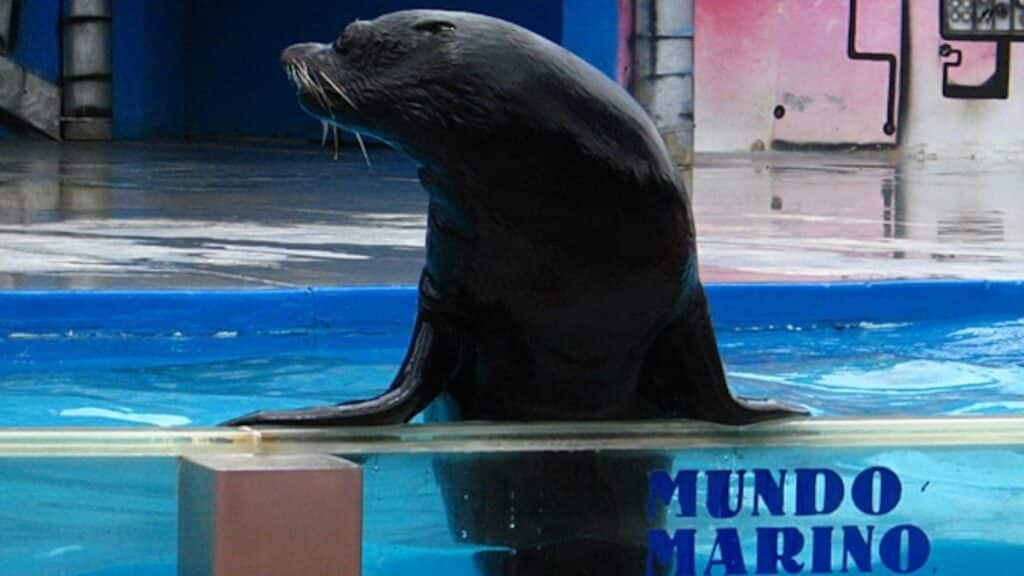 Armada: condenan a capitán por robar fondos de Mundo Marino