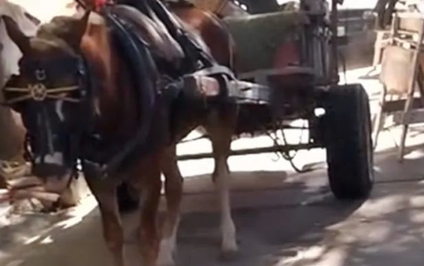 Caballo rescatado en Lomas: Víctima de maltrato extremo