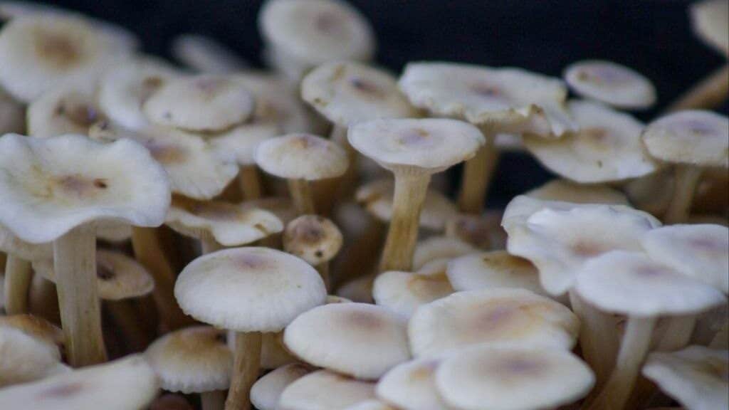 Impulsan producción de hongos comestibles en PBA