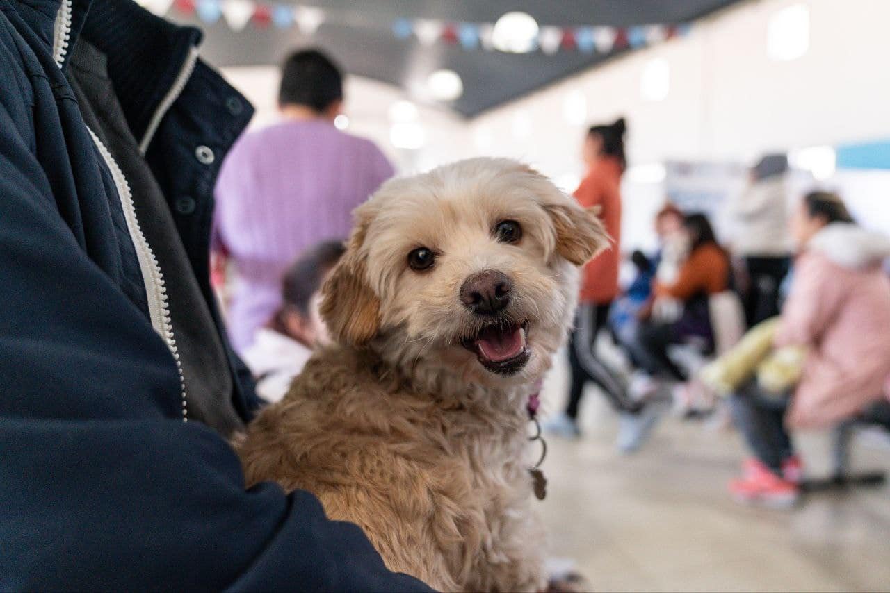 Lanús: castraciones gratuitas para mascotas en Parque Central