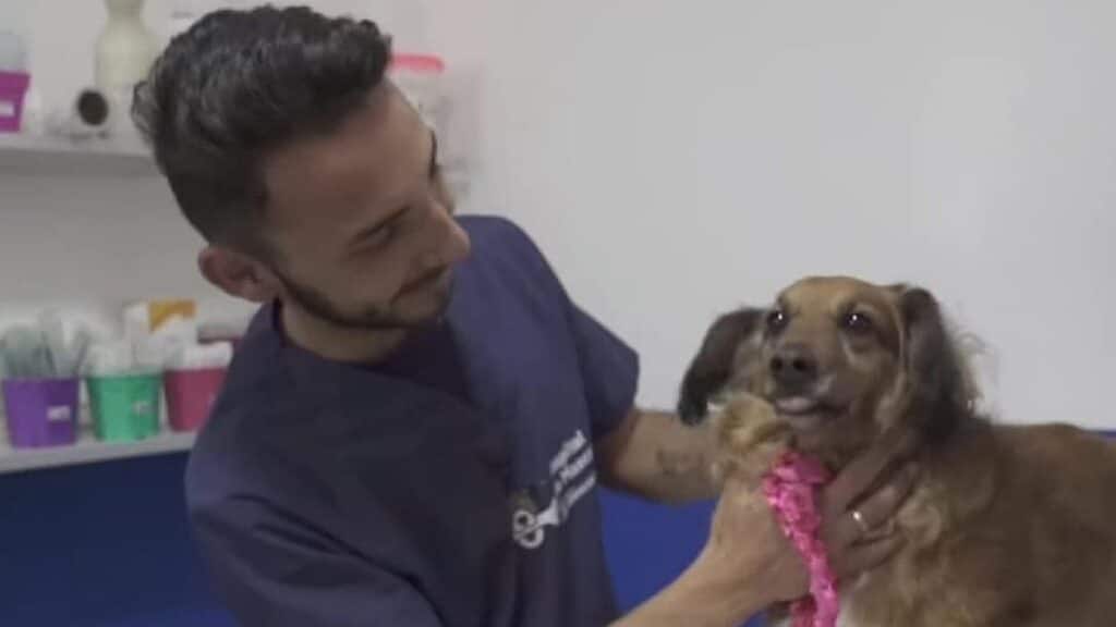 Lomas: Colectivos llevarán mascotas al Hospital de Animales