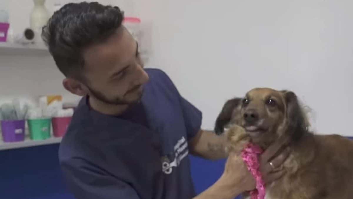 Lomas: Colectivos llevarán mascotas al Hospital de Animales