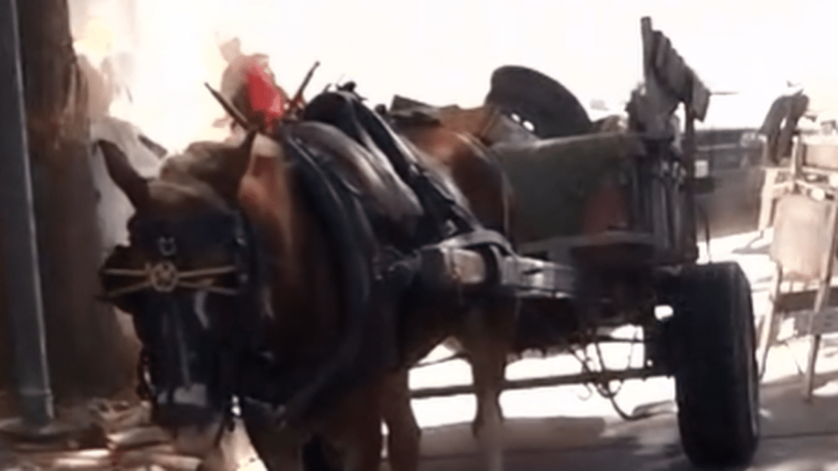 Rescatan caballo maltratado en Lomas de Zamora