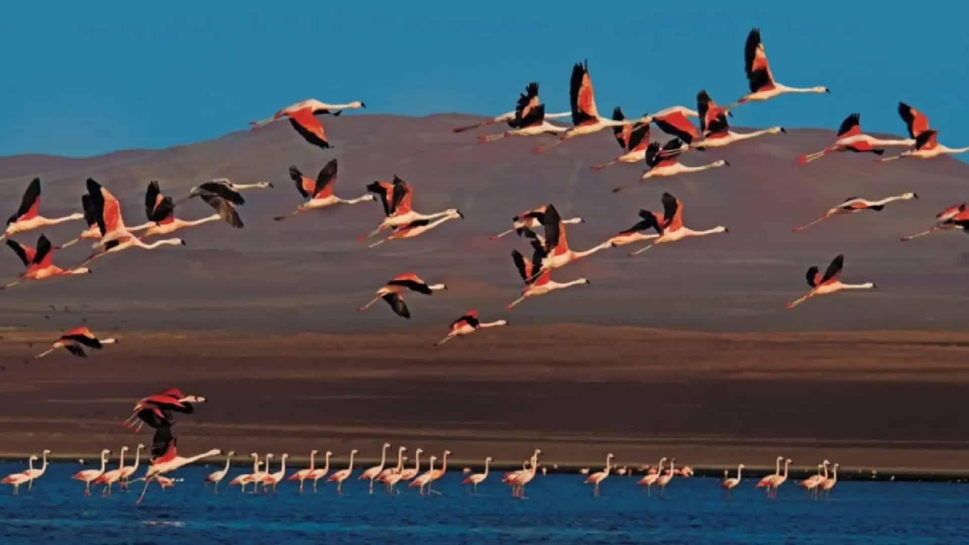 Congreso peruano debate conservación marina histórica