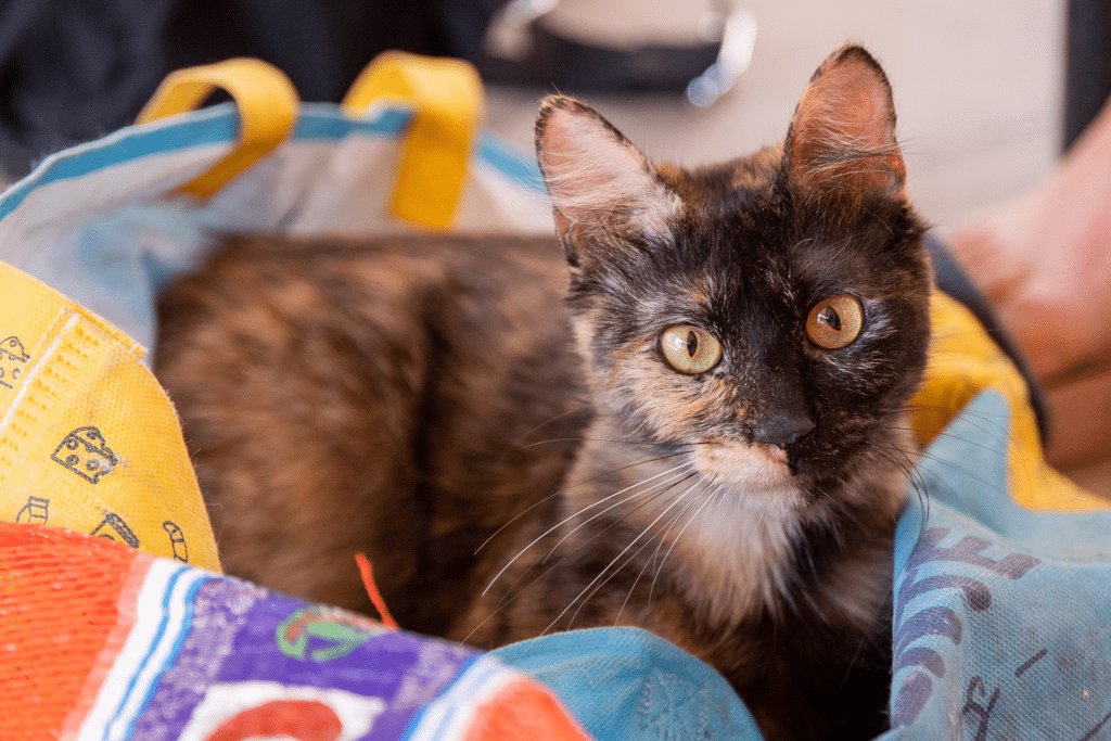 Esterilización felina gratuita en Lanús: cómo obtener turno