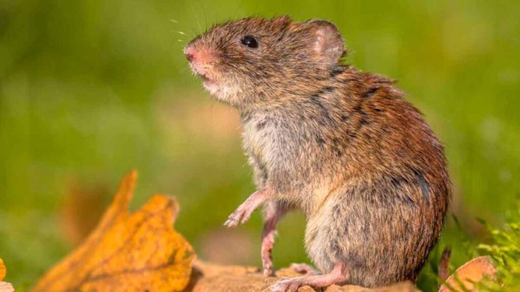 Hantavirus: síntomas y contagio