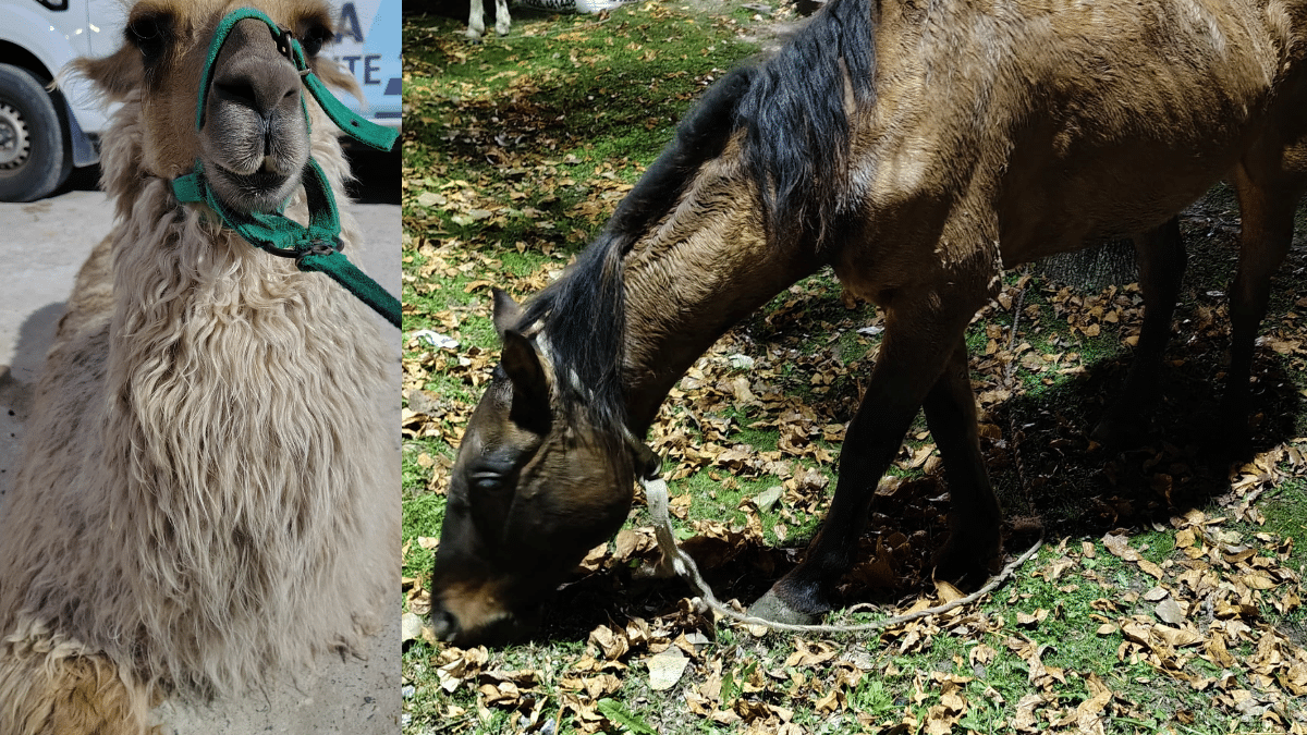 Rescatan llamas y caballos en operativo por maltrato